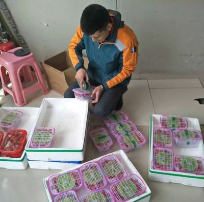 傳聲 | 快遞員愛心助農(nóng)，小草莓插上電商翅膀